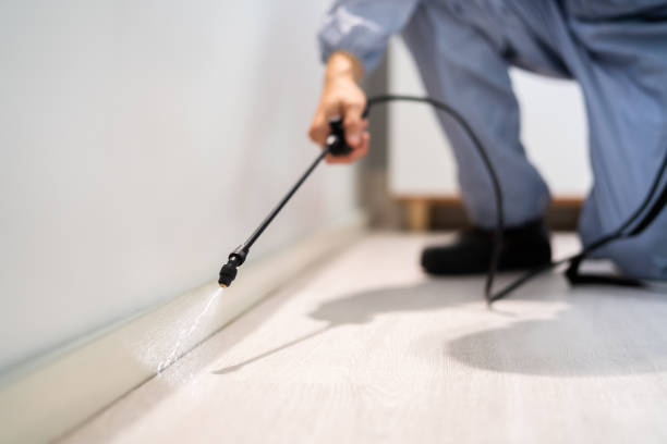Licensed Ant Control service in Colchester, IL - Show Me Pest Control